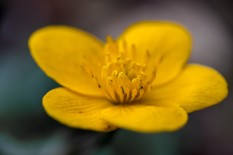Yellow Buttercup Flower — Calm, Spring, Photograph, Petals