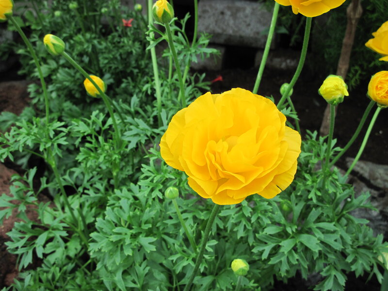 Yellow Buttercup Flower — Calm, Spring, Photograph