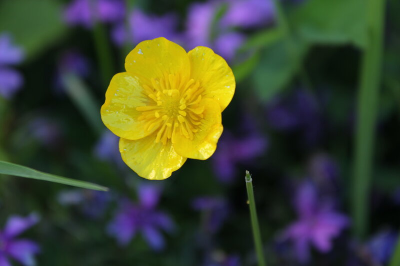 Yellow Buttercup Flower — Calm, Spring
