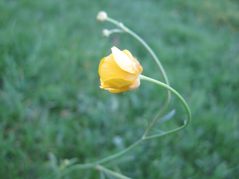 Yellow Buttercup Flower — Calm