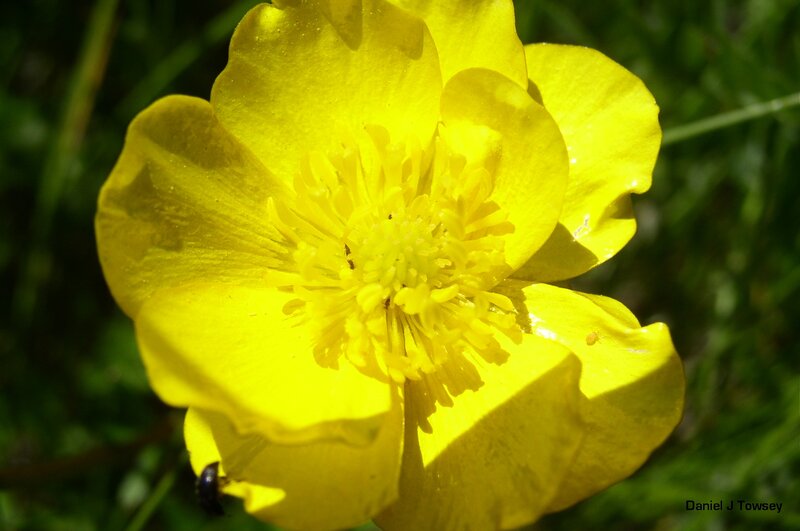 Yellow Buttercup Flower — Natural, Afternoon, Photograph