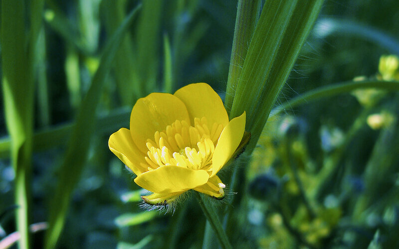 Yellow Buttercup Flower — Natural, Spring, Photograph, Green Leaves