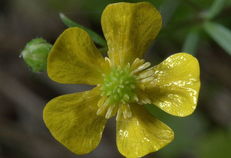Yellow Buttercup Flower — Natural, Spring, Photograph