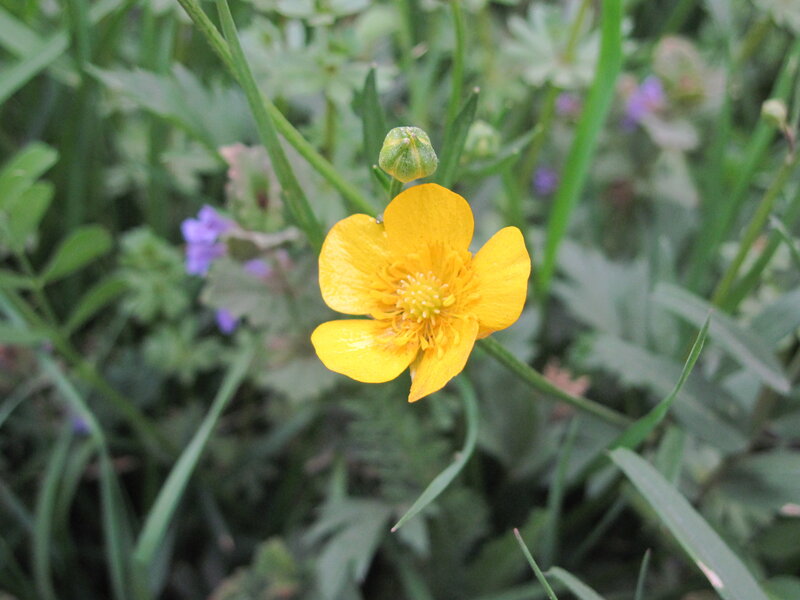 Yellow Buttercup Flower — Natural, Spring