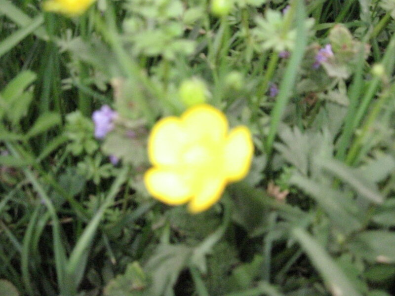 Yellow Buttercup Flower — Natural