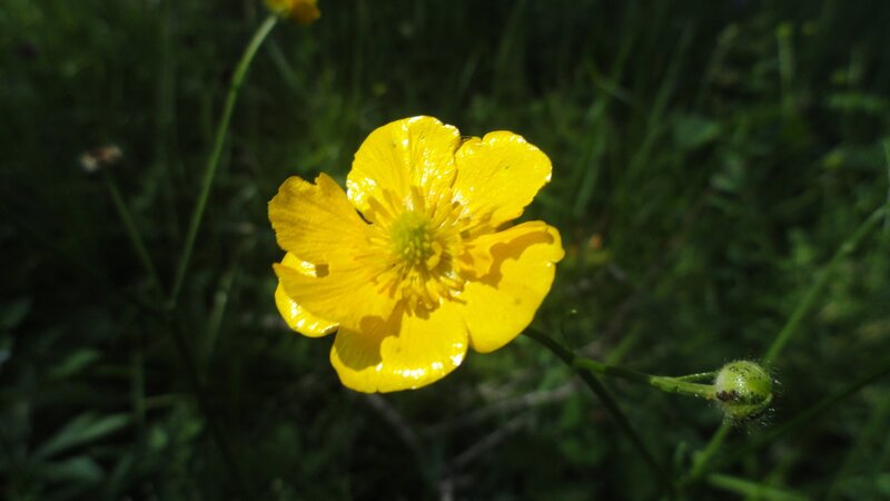 Yellow Buttercup Flower — Serene, Afternoon, Photograph, Green Grass