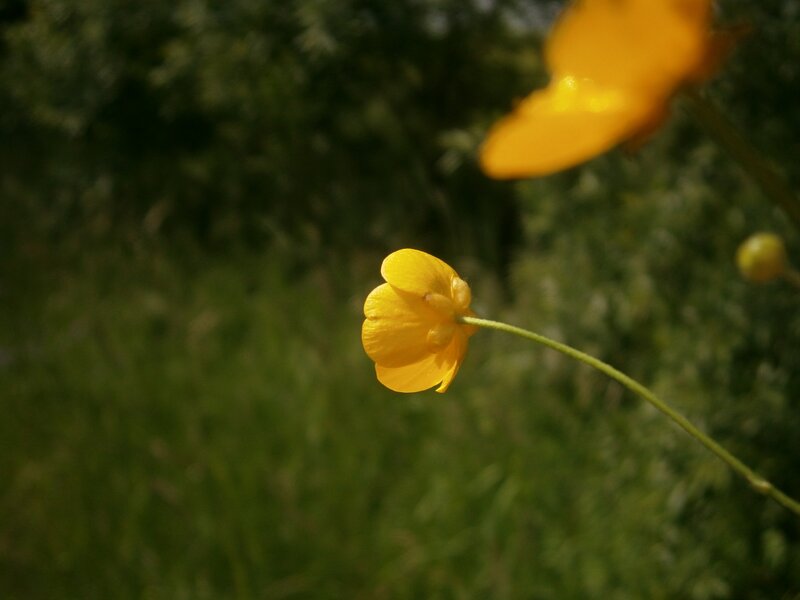 Yellow Buttercup Flower — Serene, Afternoon, Photograph, Stem