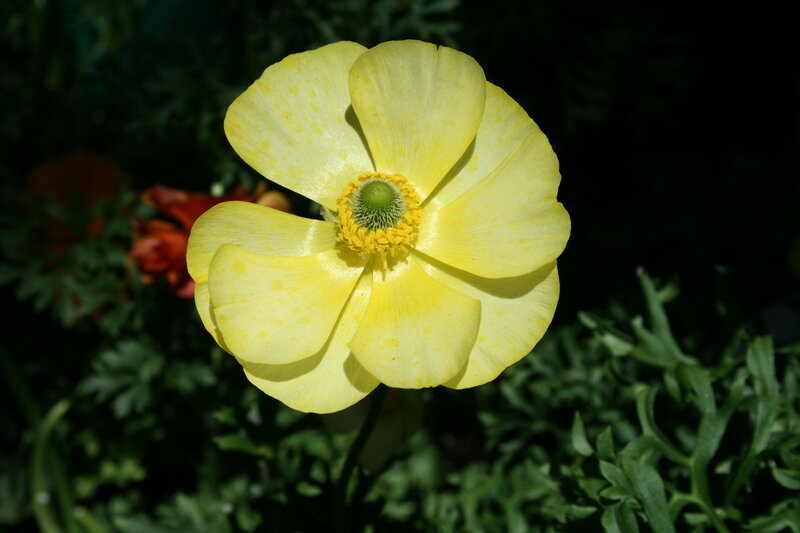 Yellow Buttercup Flower — Serene, Afternoon