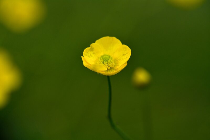 Yellow Buttercup Flower — Serene, Photograph, Stem