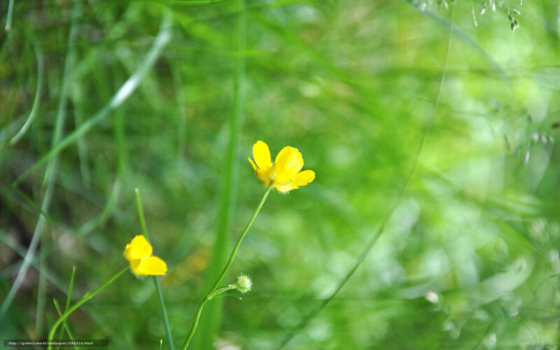 Yellow Buttercup Flower — Serene, Spring, Photograph