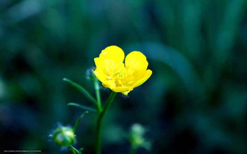 Yellow Buttercup Flower — Serene, Spring