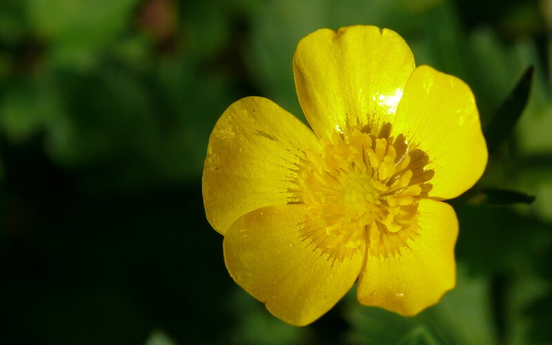 Yellow Buttercup Flower — Serene