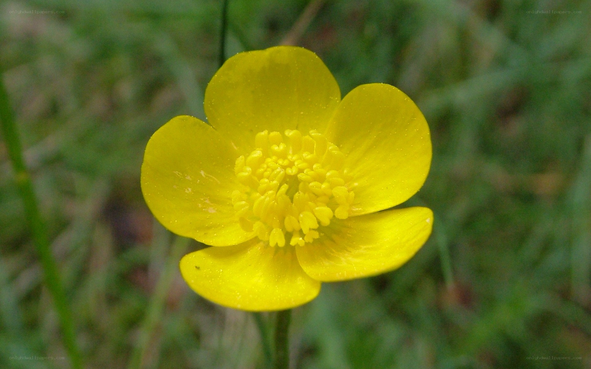 Yellow buttercup flower