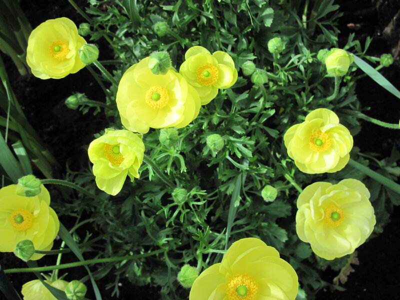 Yellow Buttercup Flowers — Calm, Spring