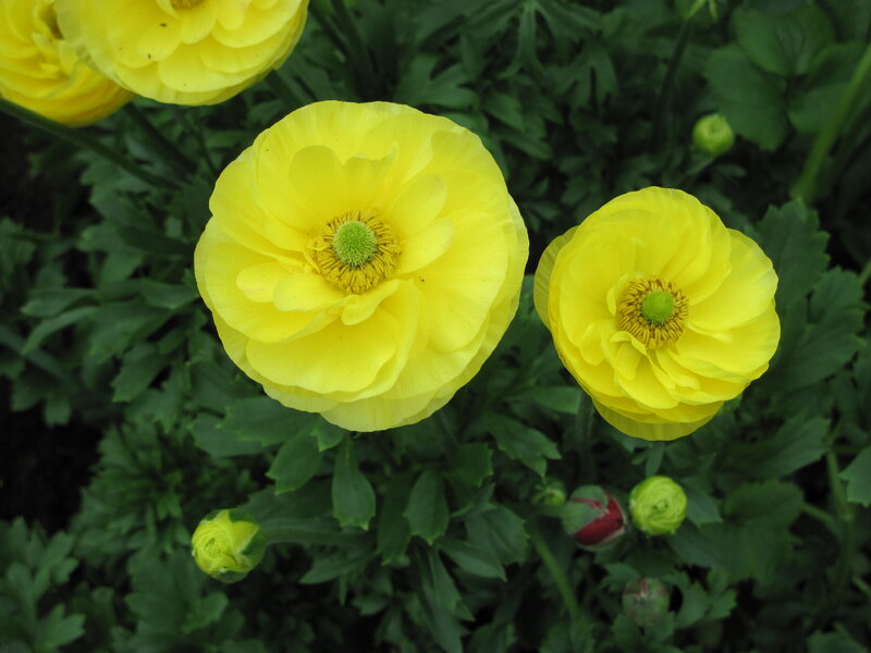 Yellow Buttercup Flowers — Calm