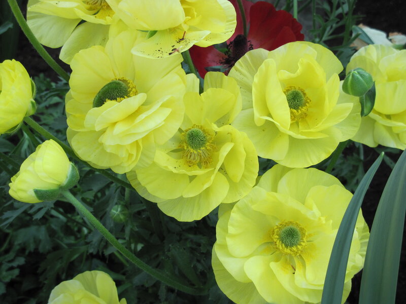 Yellow Buttercup Flowers — Natural