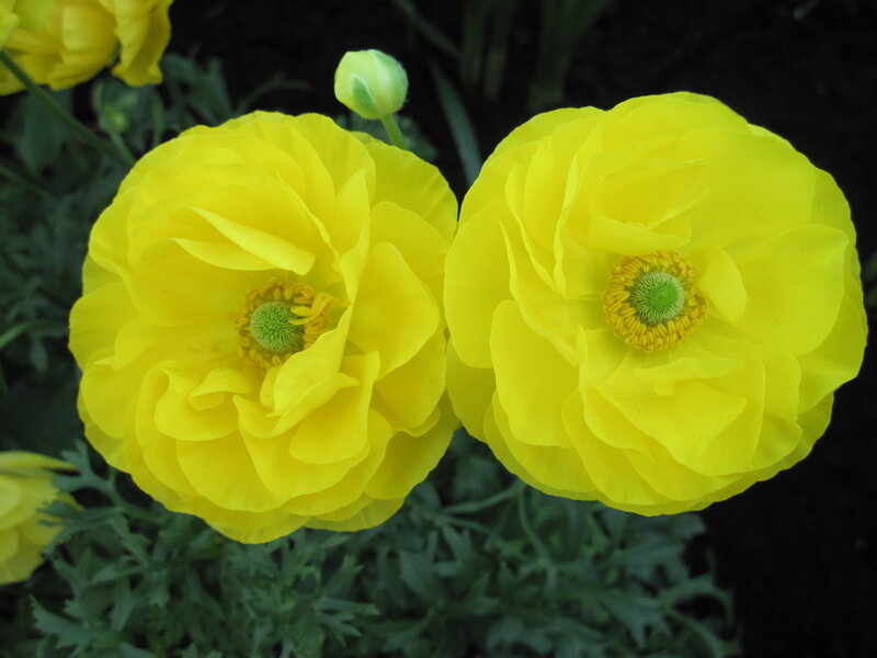 Yellow Buttercup Flowers — Serene