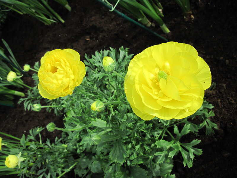 Yellow Buttercup Flowers