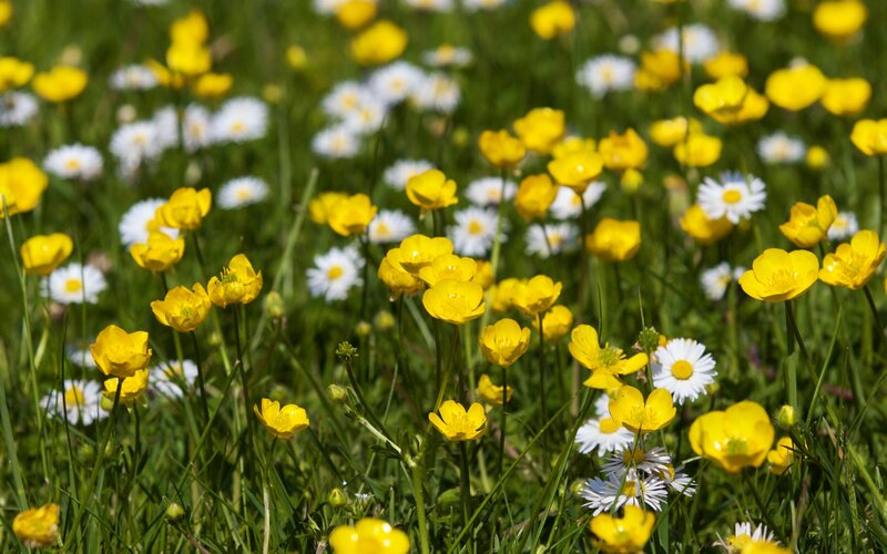 Yellow Buttercups and Daisies