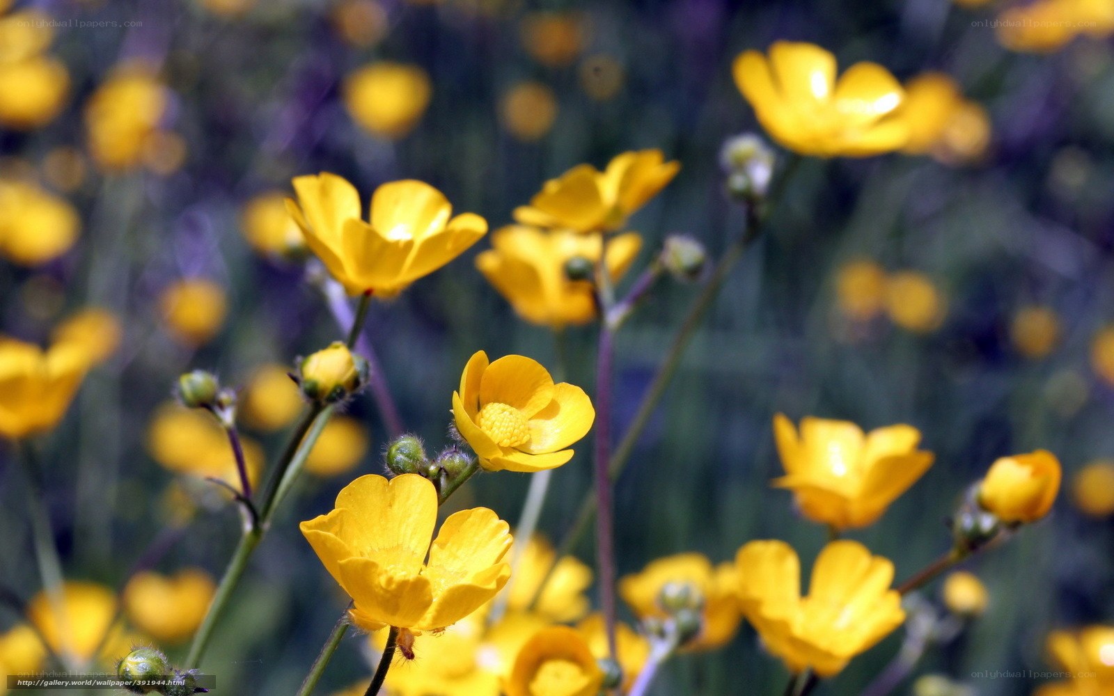 Yellow buttercups in a field