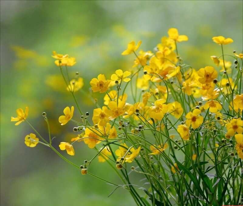 Yellow Buttercups in Bloom