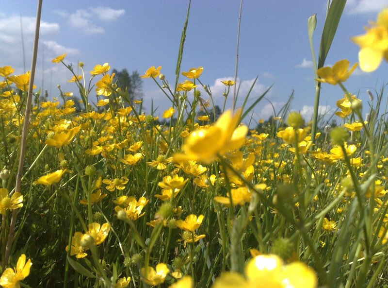 Yellow Buttercups in Field — Serene, Afternoon, Photograph, Grass