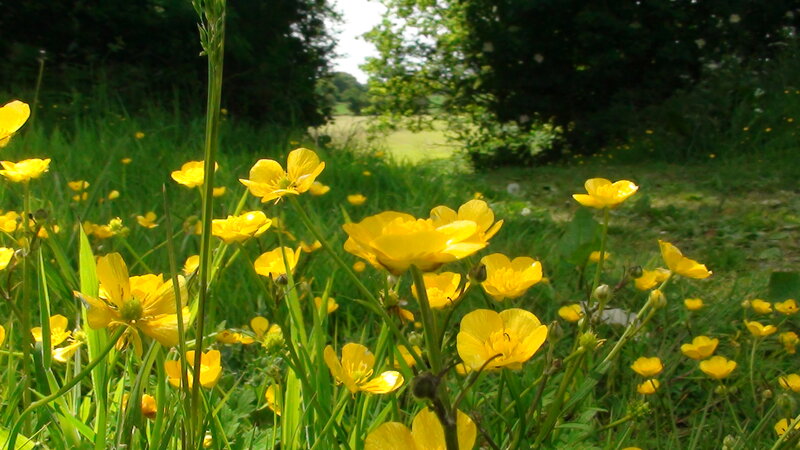 Yellow Buttercups in Field — Serene, Afternoon, Photograph