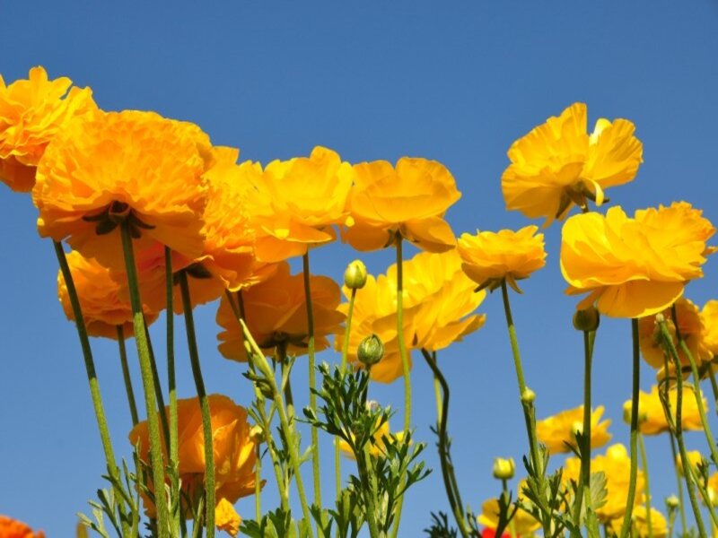 Yellow Buttercups in Field — Serene, Afternoon