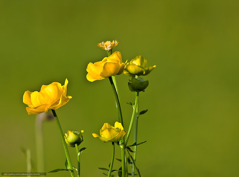 Yellow Buttercups in Field — Serene, Morning