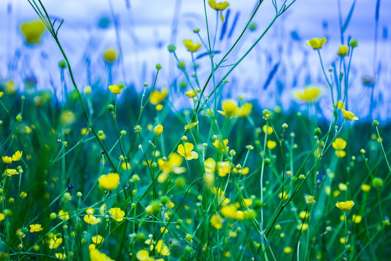 Yellow Buttercups in Field — Serene, Spring, Photograph, Flowers