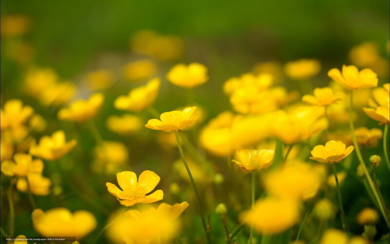 Yellow Buttercups in Field — Serene, Spring, Photograph, Green Grass, Sunlight