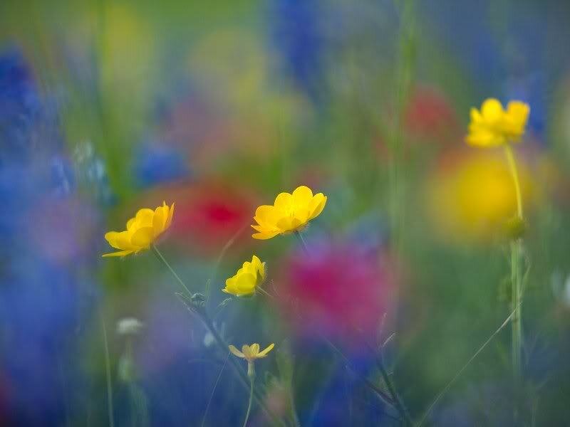 Yellow Buttercups in Field — Serene, Spring, Photograph