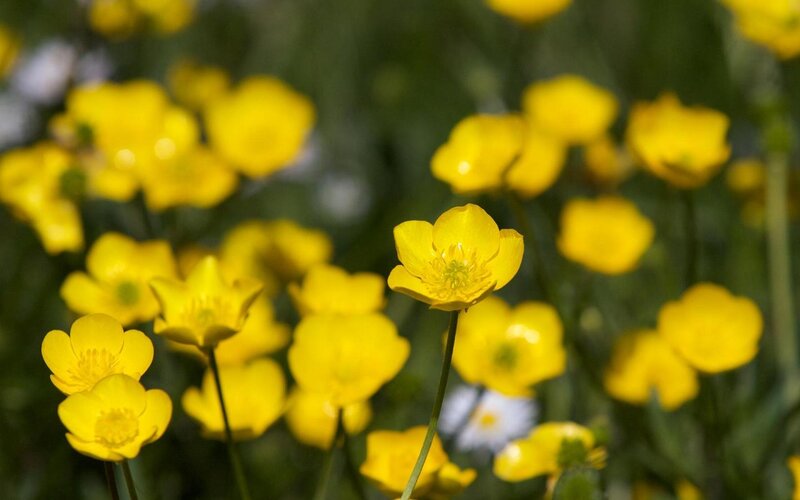 Yellow Buttercups in Field — Serene, Spring