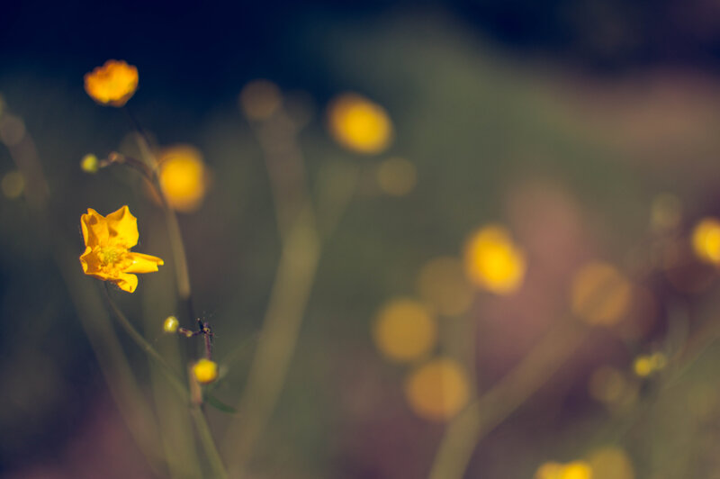 Yellow Buttercups in Field — Serene, Sunset
