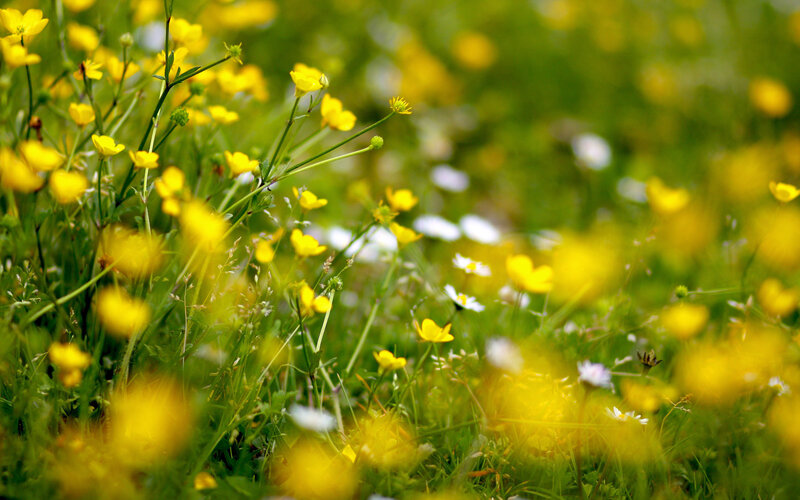 Yellow Buttercups in Field — Serene