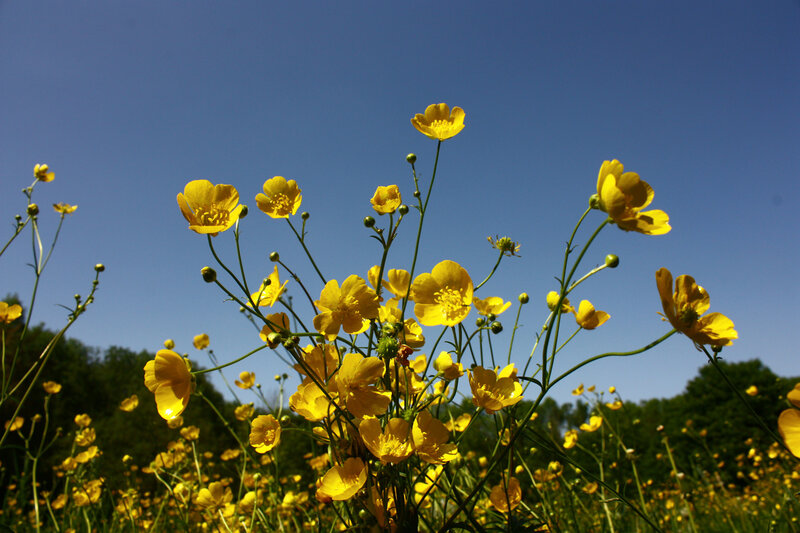 Yellow Buttercups in Field