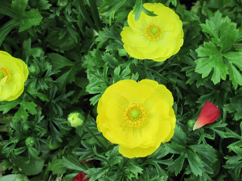 Yellow Buttercups in Foliage