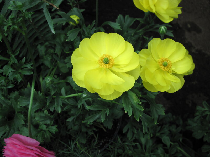 Yellow Buttercups in Garden