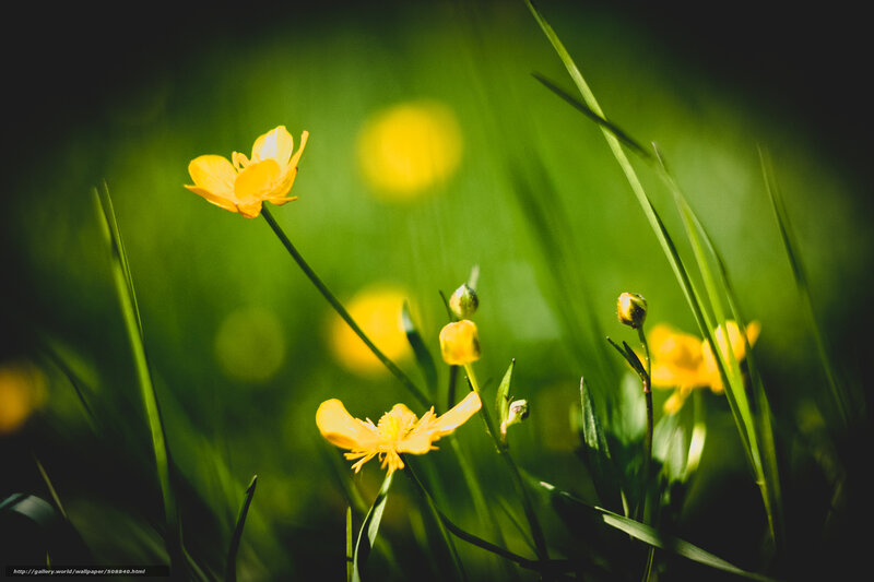 Yellow Buttercups in Grass — Green