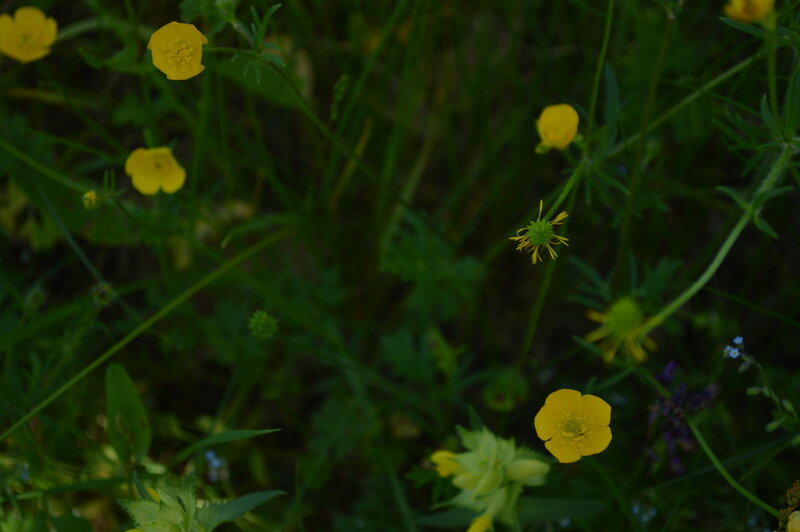 Yellow Buttercups in Grass — Natural, Night