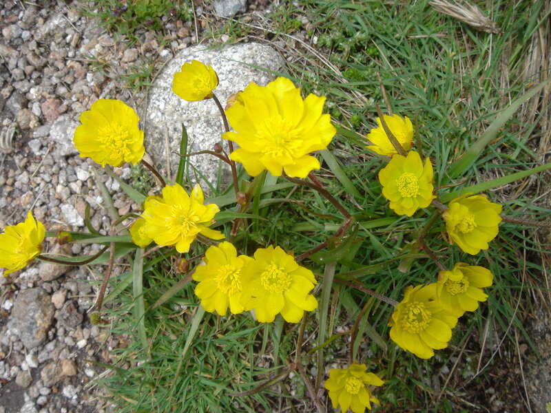 Yellow Buttercups in Grass — Natural, Spring, Photograph