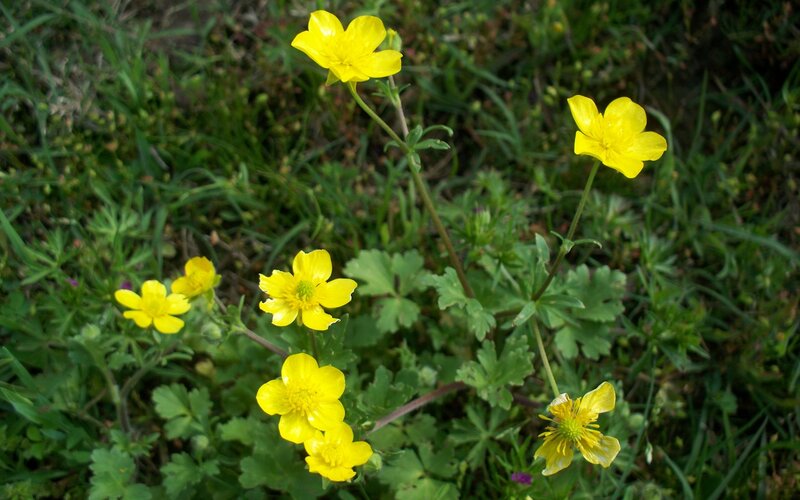 Yellow Buttercups in Grass — Natural, Spring
