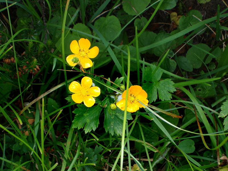 Yellow Buttercups in Grass — Natural