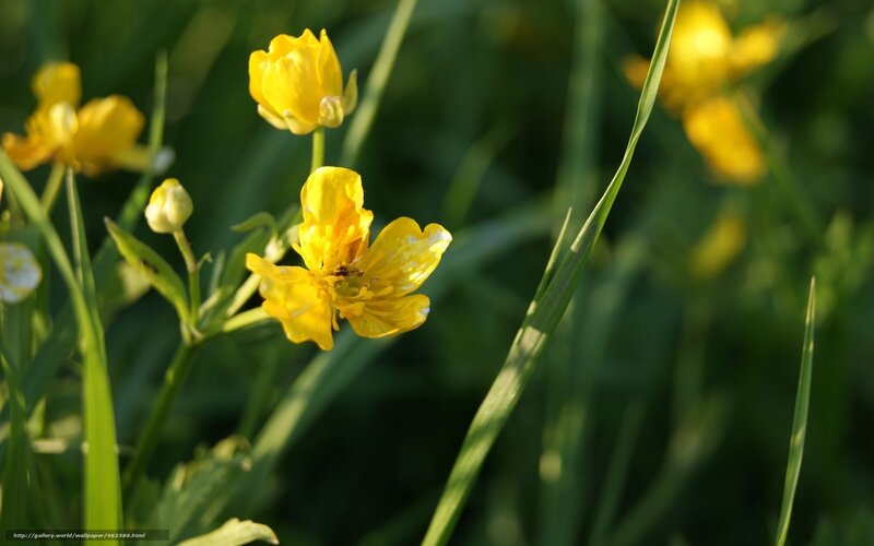 Yellow Buttercups in Grass — Serene, Afternoon
