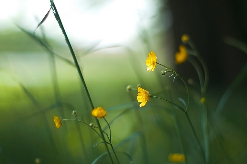 Yellow Buttercups in Grass — Serene, Morning, Photograph