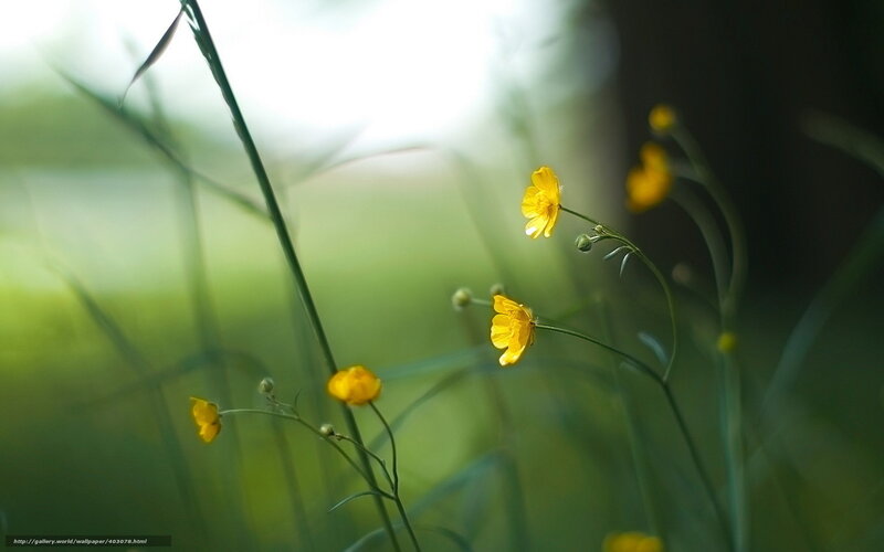 Yellow Buttercups in Grass — Serene, Morning
