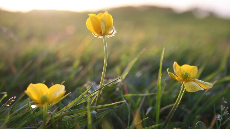 Yellow Buttercups in Grass — Serene, Sunset, Photograph