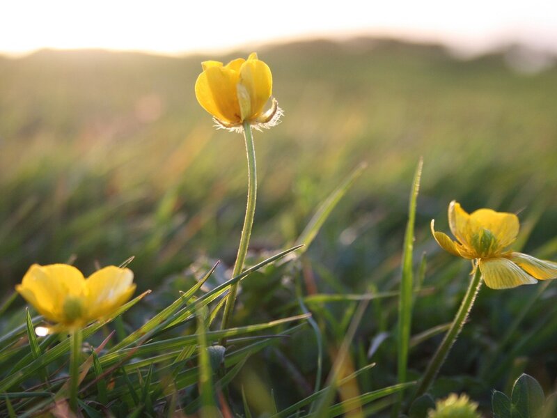 Yellow Buttercups in Grass — Serene, Sunset