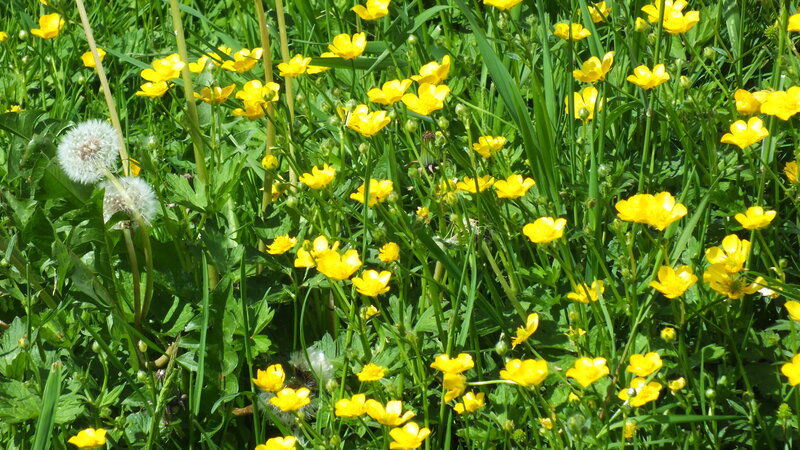 Yellow Buttercups in Grass — Serene