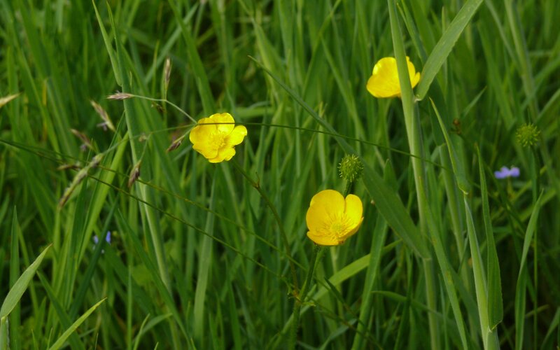 Yellow Buttercups in Grass